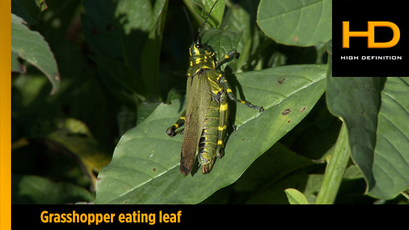 Grasshopper Eating Leaf Grasshopper Eating Leaf