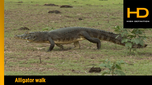 Alligator Walking Alligator Walking