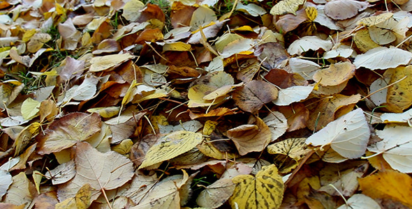 Falling Leaves Autumn Falling Leaves Autumn