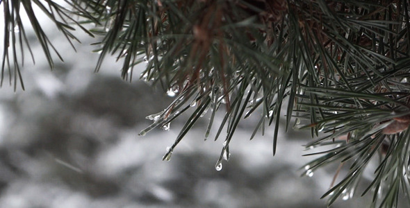 Winter Pine 01 Winter Pine 01