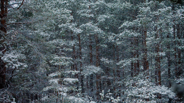 Snowfall In Trunks Of Tall Pines Snowfall In Trunks Of Tall Pines