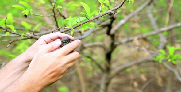 Showing Coffee Beans On Tree By Hand Showing Coffee Beans On Tree By Hand