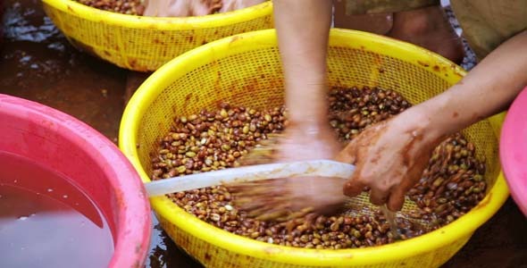 Farmers Washing Collected Coffee Beans Farmers Washing Collected Coffee Beans