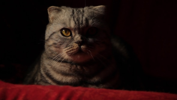 Serious Cat 2 Serious Cat 2