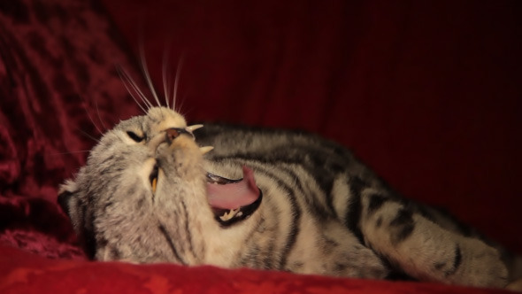 Royal Cat Royal Cat
