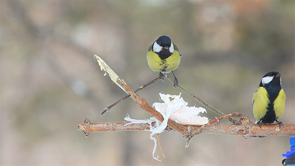 Titmouse Titmouse