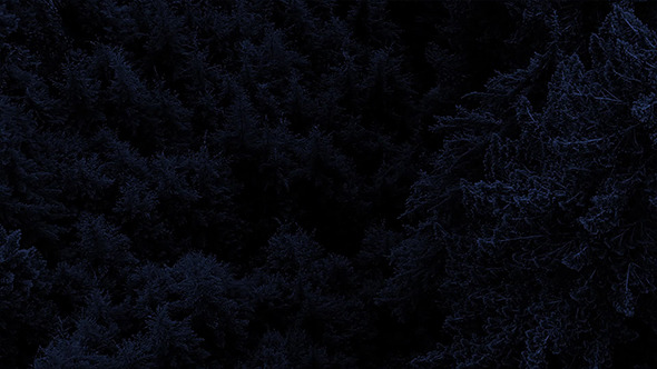 Flying Over Forest At Night Flying Over Forest At Night