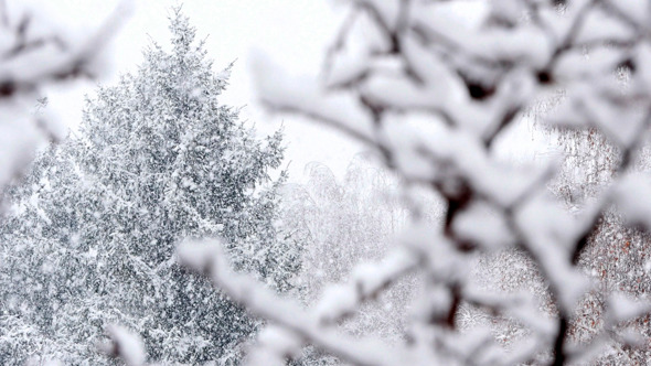 Snow Falling In A Forest Winter Storm Snow Falling In A Forest Winter Storm