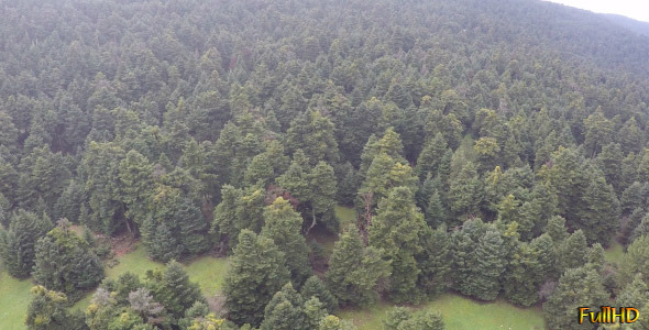 Over Fir Trees Over Fir Trees