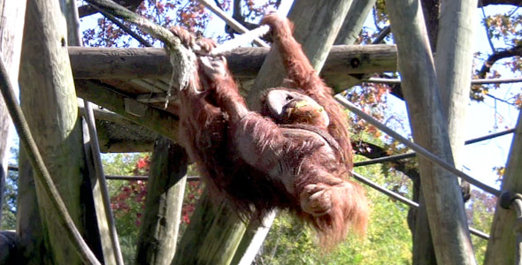 Nature HD Swinging Orangutan Nature HD Swinging Orangutan