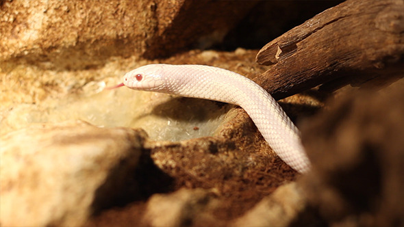 Curious White Snake Curious White Snake