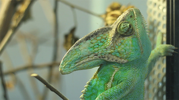 Green Chameleon Green Chameleon
