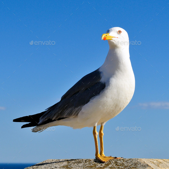 The seagull (Misc) Photo Download