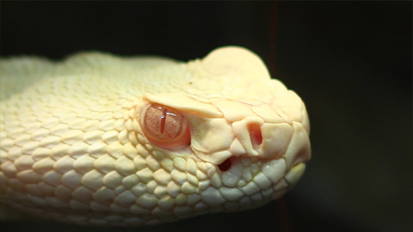 Pit Viper Look Pit Viper Look
