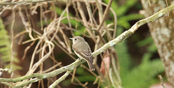 Asian Brown Flycatcher Muscicapa latirostris 03 Asian Brown Flycatcher Muscicapa latirostris 03