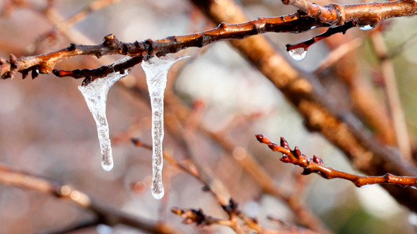 Melting Icicles Hanging From Branches Melting Icicles Hanging From Branches