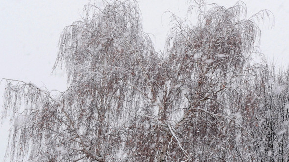 Snow Falling In A Forest Winter Storm Snow Falling In A Forest Winter Storm