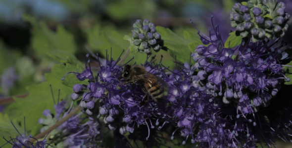 Honeybee on Flower Honeybee on Flower