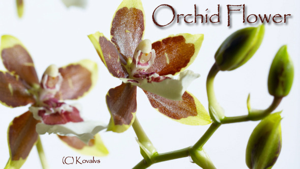 Opening Orchid Flower Opening Orchid Flower