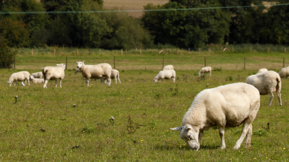 Sheep 05 Sheep 05