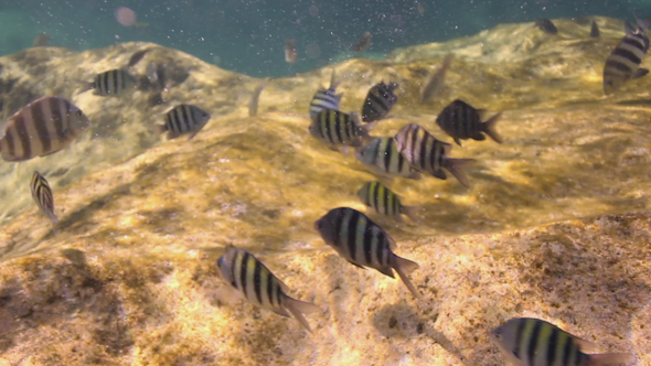 Snorkel Underwater Caribbean Beach Mexico 2 Snorkel Underwater Caribbean Beach Mexico 2