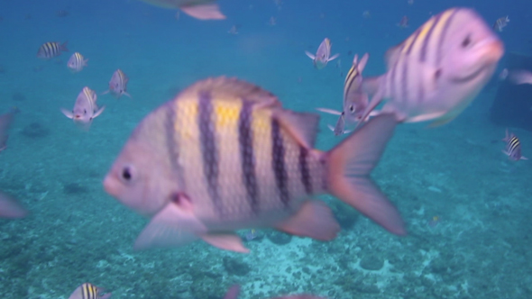 Underwater Snorkeling In Mexico 2 Underwater Snorkeling In Mexico 2