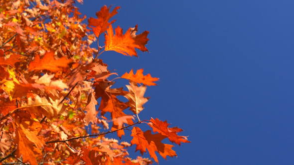 Autumn Foliage and Blue Sky Autumn Foliage and Blue Sky