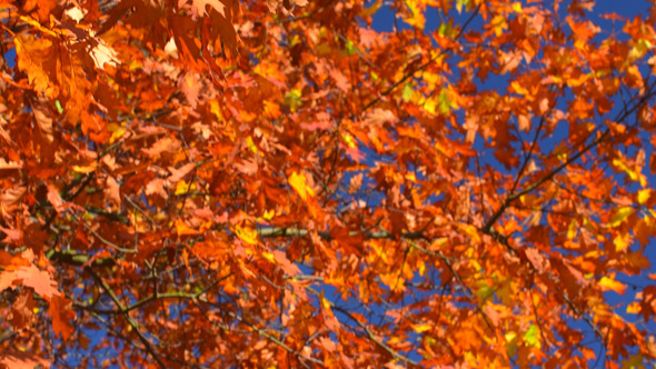Autumn Foliage and Blue Sky Autumn Foliage and Blue Sky