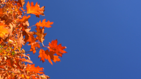 Autumn Foliage and Blue Sky Autumn Foliage and Blue Sky