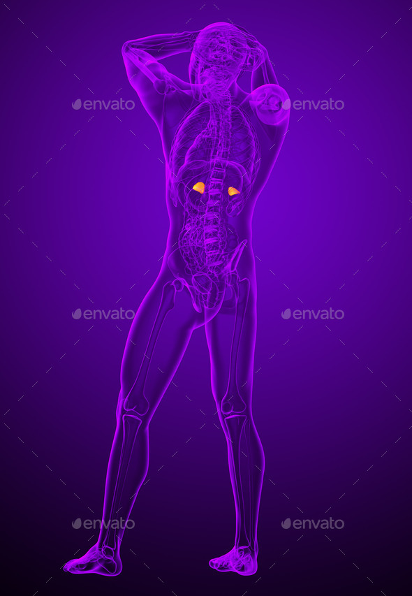 3d render medical illustration of the human adrenal glands