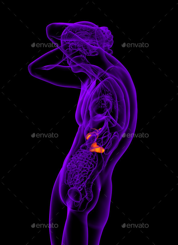 3d render medical illustration of the gallblader and pancrease (Misc) Photo Download