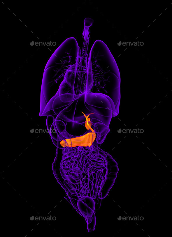 3d render medical illustration of the gallblader and pancrease (Misc) Photo Download