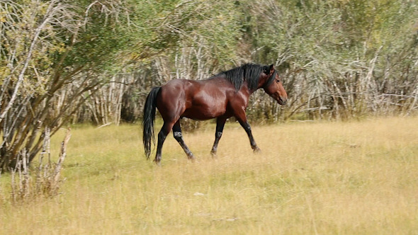 Horse 4 Horse 4