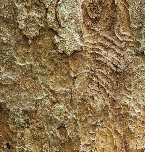 Bark of sycamore maple Bark of sycamore maple