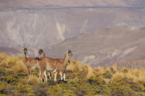 Vicuna in the Altiplano (Misc) Photo Download