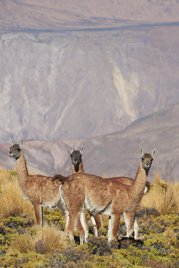 Vicuna in the Altiplano (Misc) Photo Download