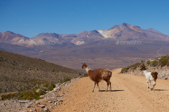 Llama on the Altiplano (Misc) Photo Download