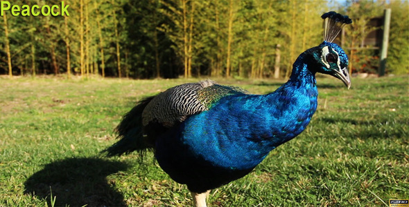 Peacock Peacock