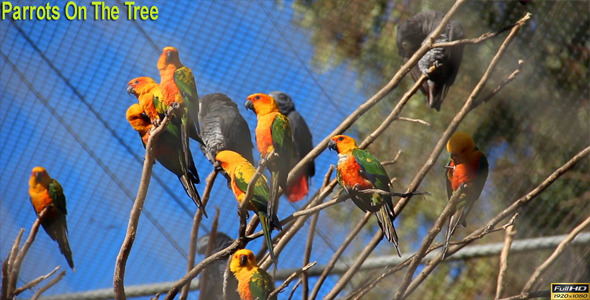 Parrots On The Tree Parrots On The Tree
