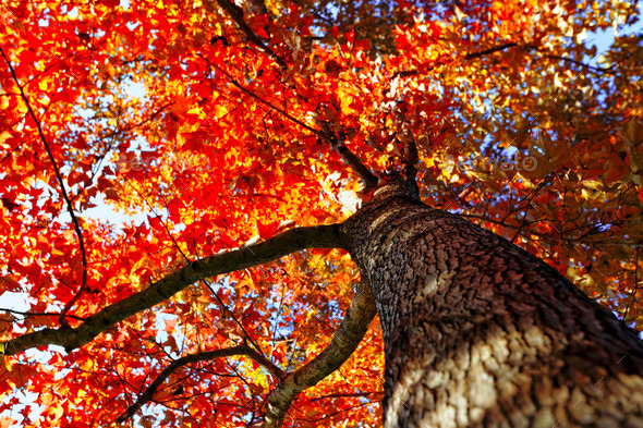 tree in the Fall with the sun shining through (Misc) Photo Download