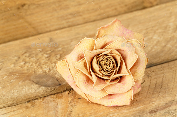 Dried Flower Of Rose (Misc) Photo Download