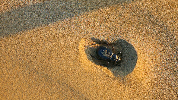 Scarab Beetle Scarab Beetle