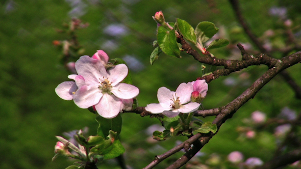 Apple Flower Tree Apple Flower Tree