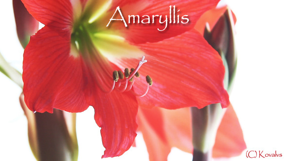 Amaryllis Flower 9 Amaryllis Flower 9