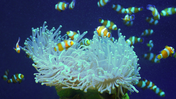 Coral Coral