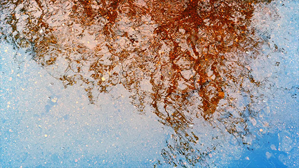 Colorful Tree Reflection Colorful Tree Reflection