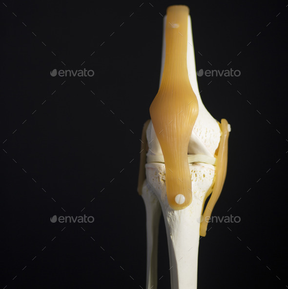 Medical knee joint meniscus plastic demonstration teaching model
