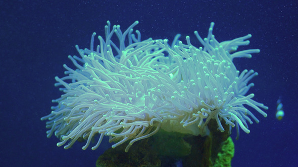 Coral Coral