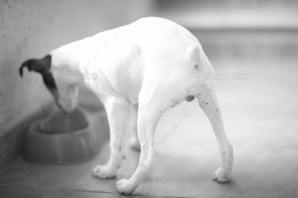 Little black and white dog eating food from behind (Misc) Photo Download