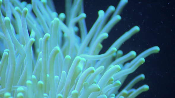 Coral Coral